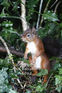 Red Squirrels at Hawkshead in Cumbria by Betty Fold Gallery